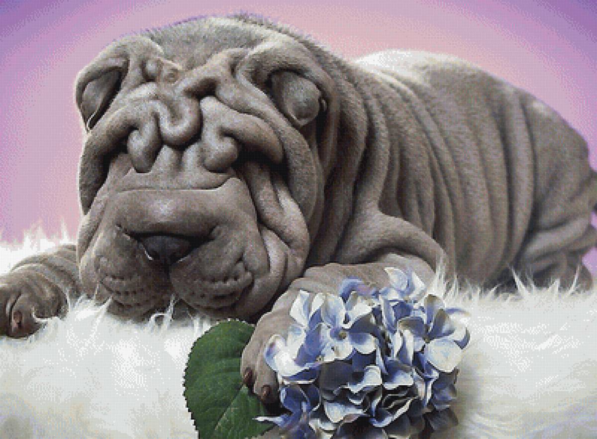 шарпей - собаки - предпросмотр