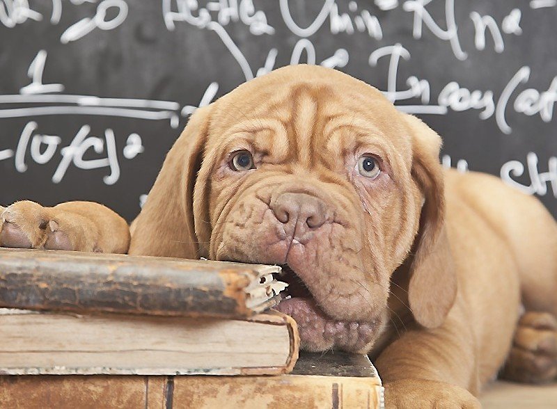 умный пёс - собаки - оригинал