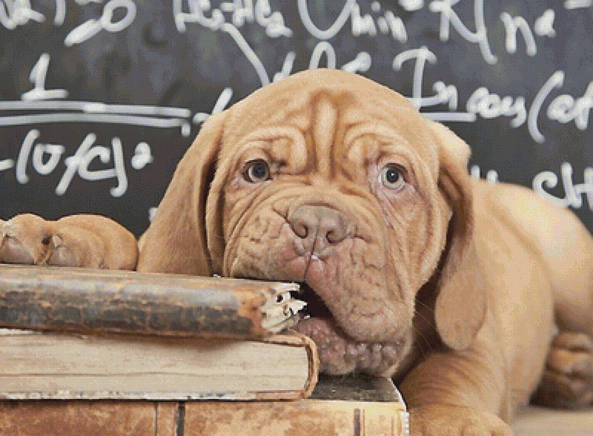 умный пёс - собаки - предпросмотр