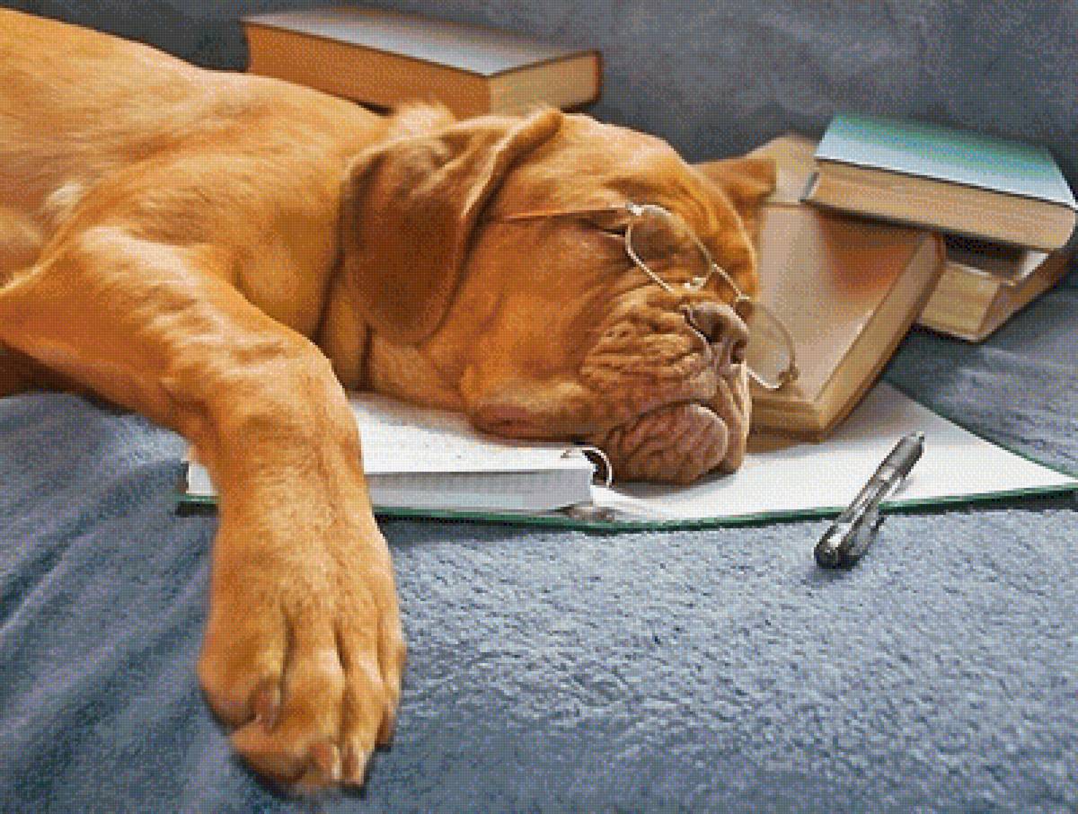 умный пёс 1 - собаки - предпросмотр