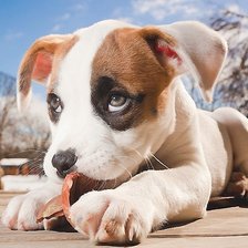 Схема вышивки «щенок»