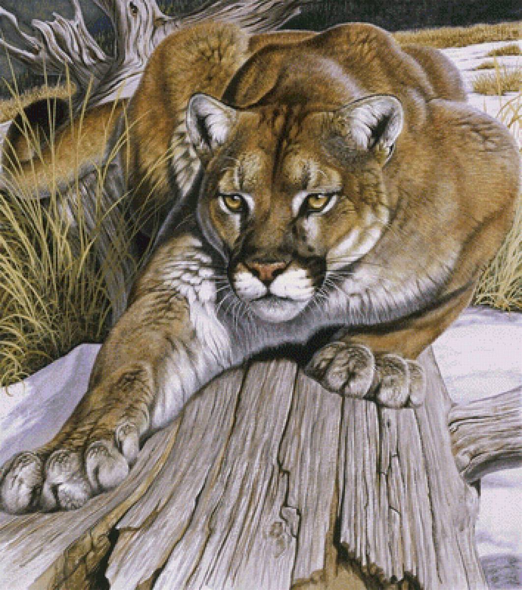 Пума - природа, картина, животные, пума - предпросмотр