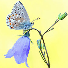 Колокольчик