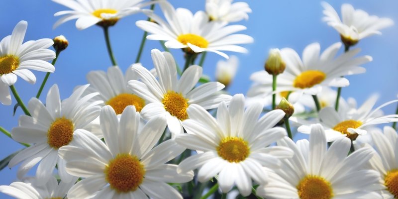 цветы натюрморт - оригинал