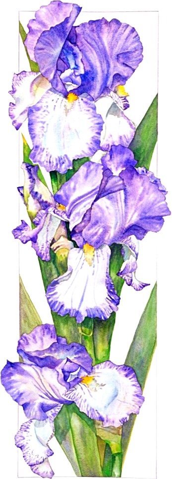 №1867623 - букет, ирисы - оригинал