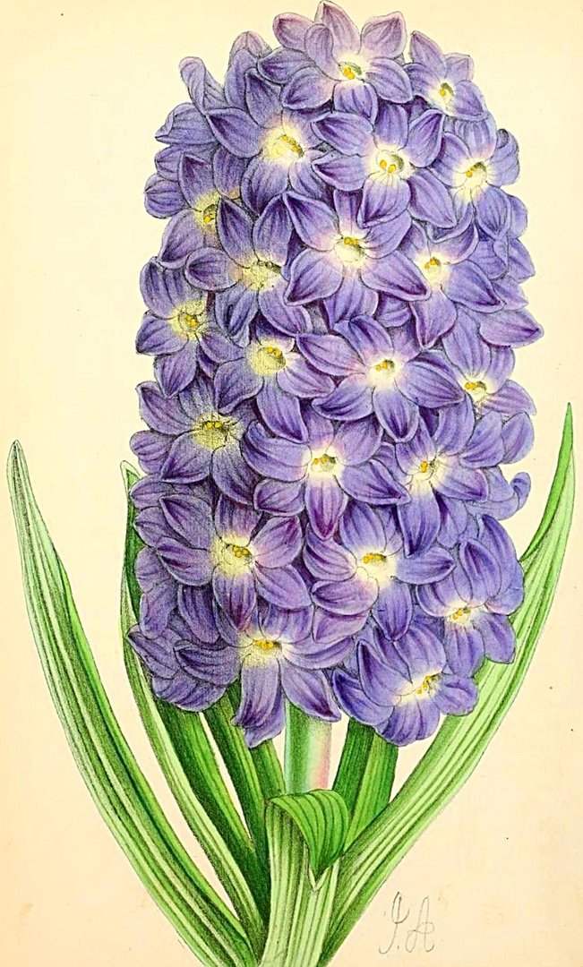 №1867636 - гиацинт - оригинал