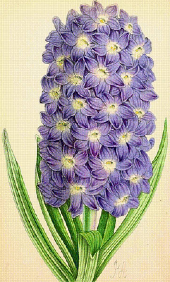 №1867636 - гиацинт - предпросмотр