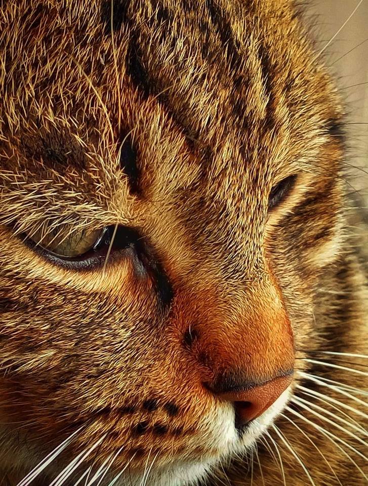 кот - кот - оригинал