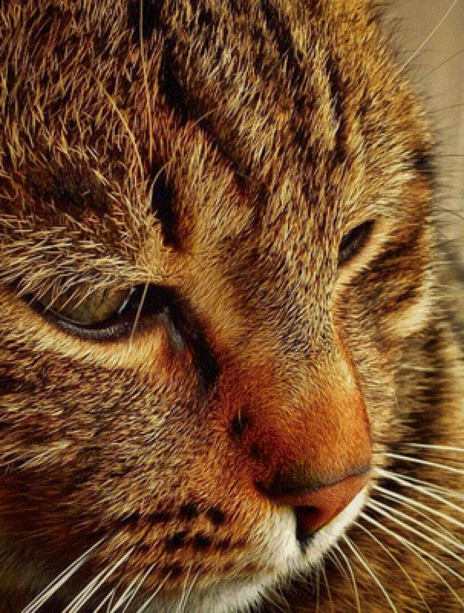 кот - кот - предпросмотр