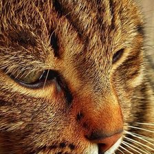 Схема вышивки «кот»