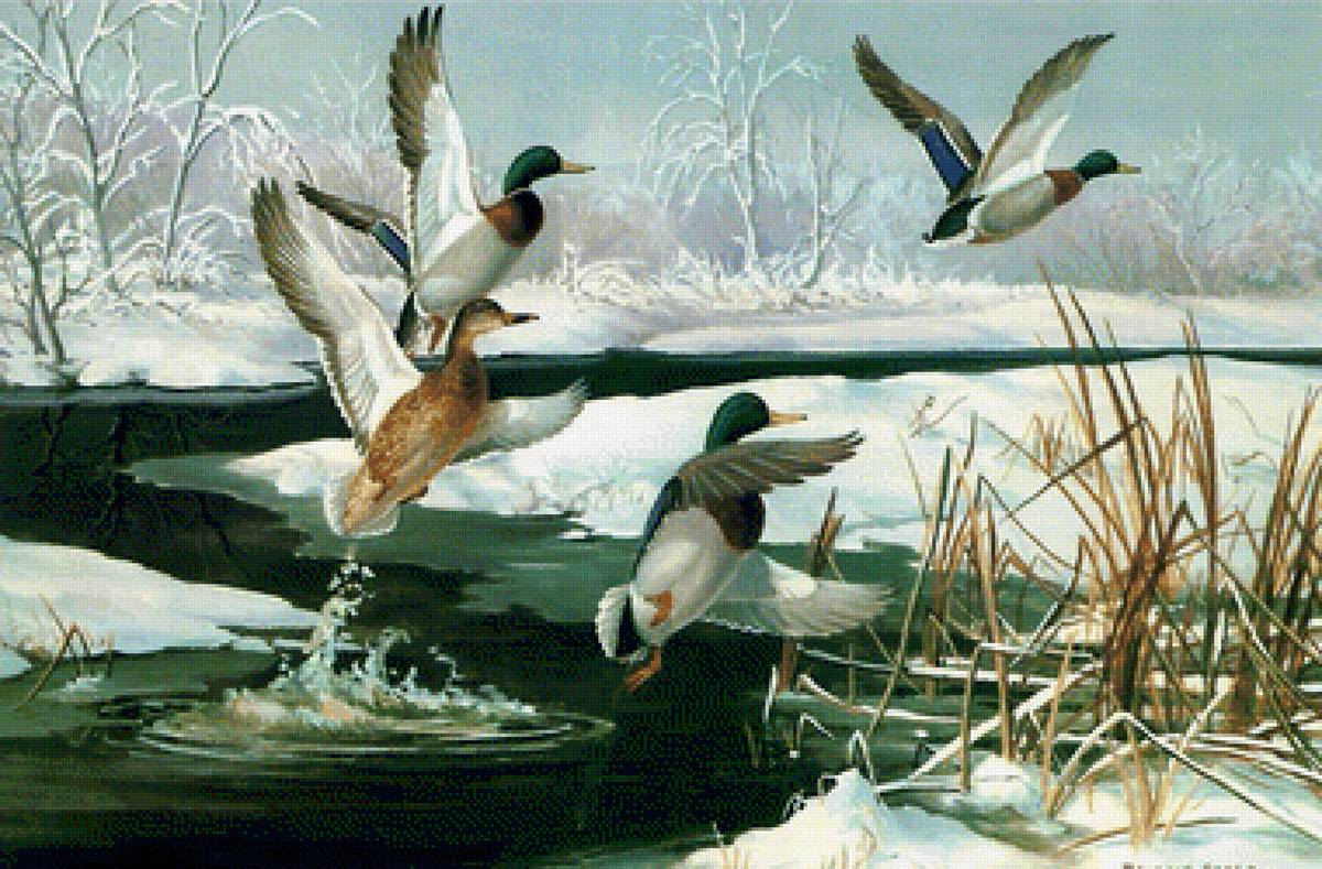 Дикие утки - река, утки, зима - предпросмотр