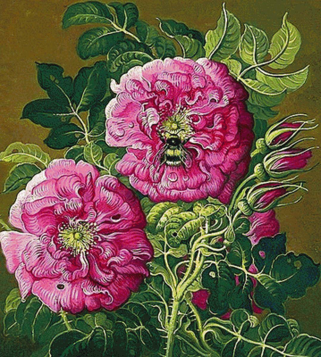 №1868121 - пионы - предпросмотр