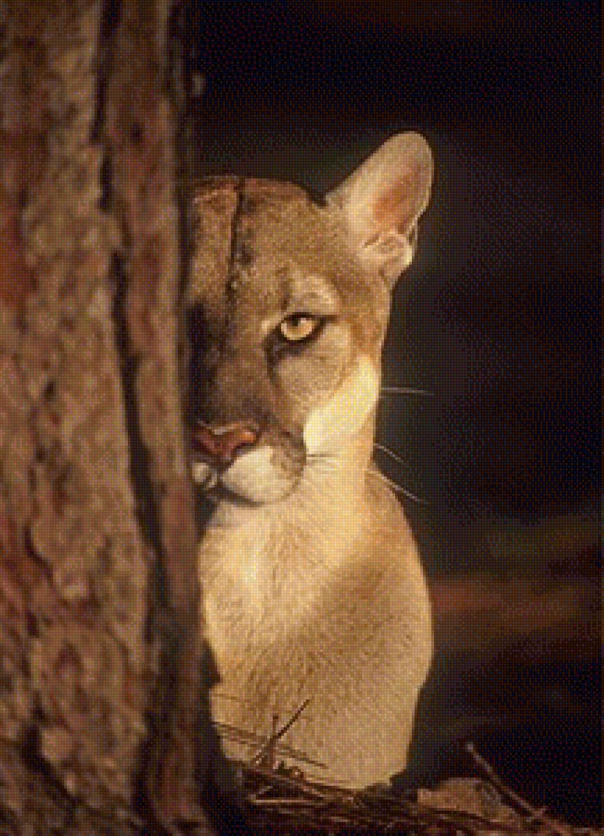 Прятки - животные - предпросмотр