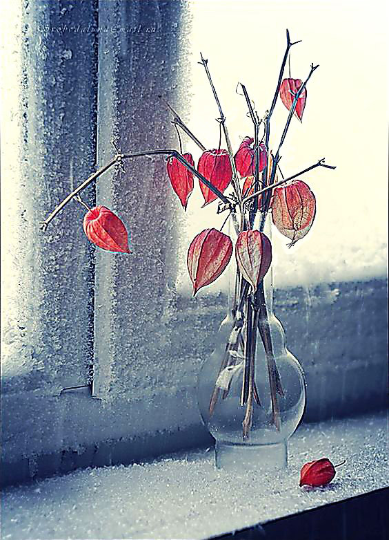 Зимний натюрморт. - натюрморт, цветы, живопись. - оригинал