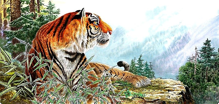 №1869029 - тигры - оригинал