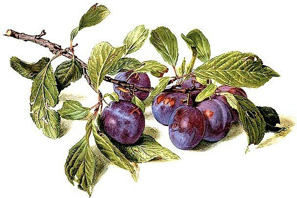 Ветка сливы - ветка, для кухни, панно, сливы - оригинал