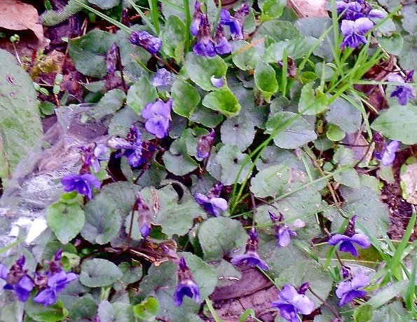 фиалки на лугу - оригинал