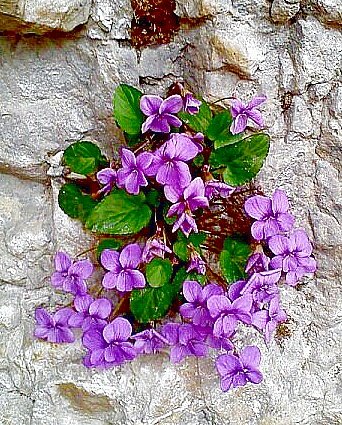 фиалки на каменной стене - оригинал