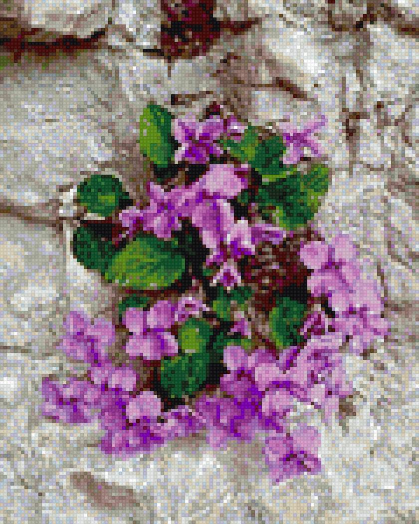 фиалки на каменной стене - предпросмотр