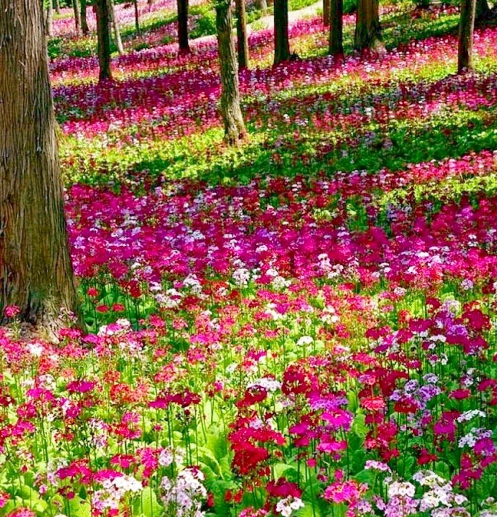 примулы в весеннем лесу - оригинал