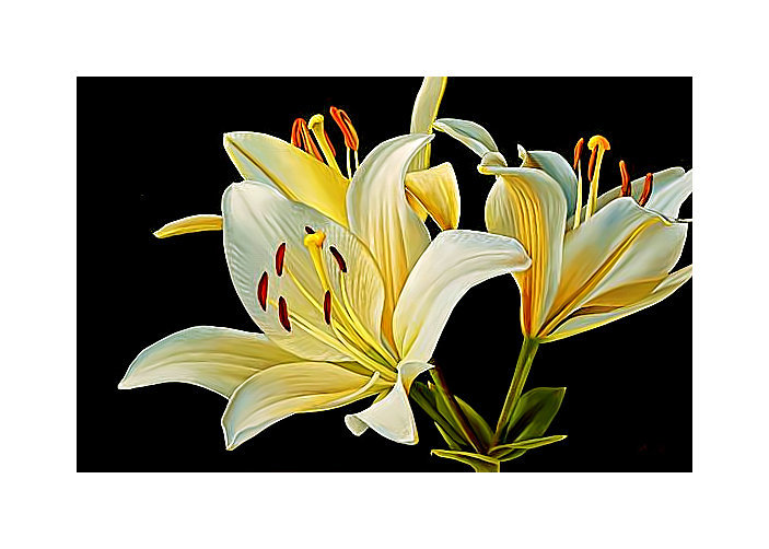 LIRIOS FONDO NEGRO - 400 x 285 cruces - оригинал