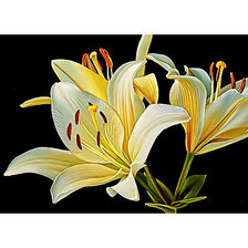 Схема вышивки «LIRIOS FONDO NEGRO»