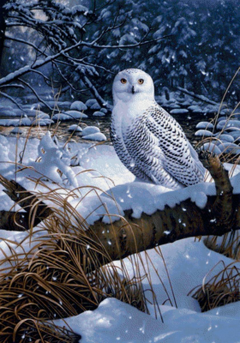 Белая сова - сова, снег, птица, лес, картина, птичка, зима - предпросмотр