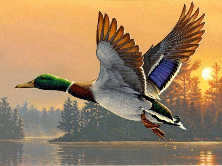 PATO VOLANDP - 400 x 300 cruces - оригинал