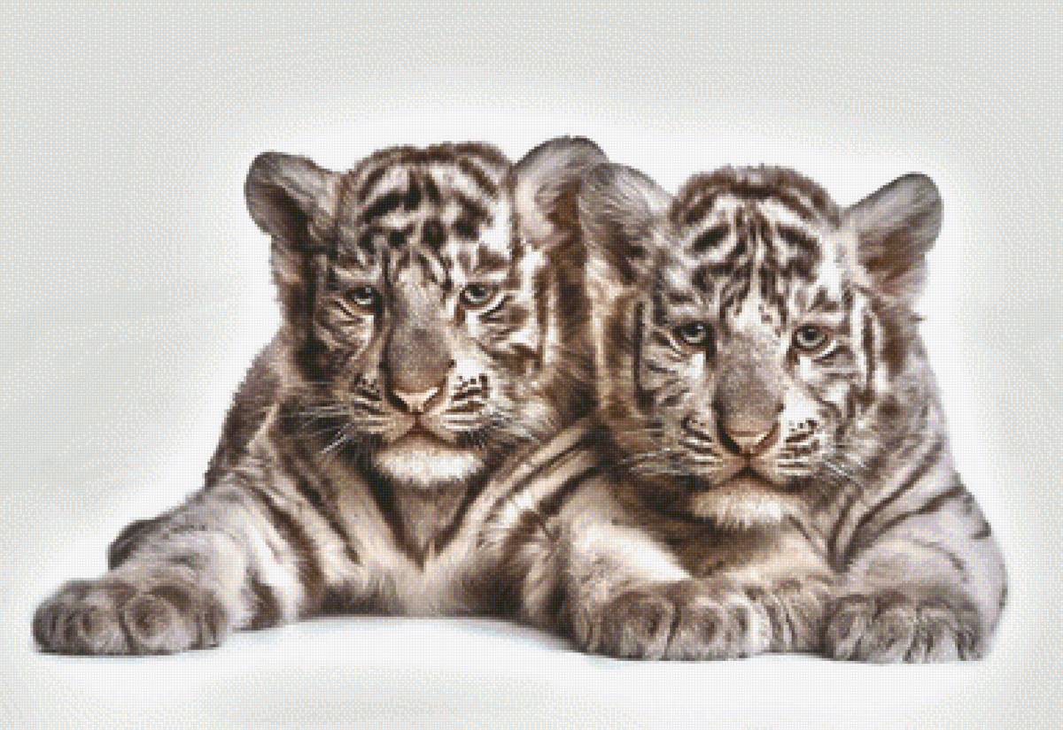 тигрята - предпросмотр