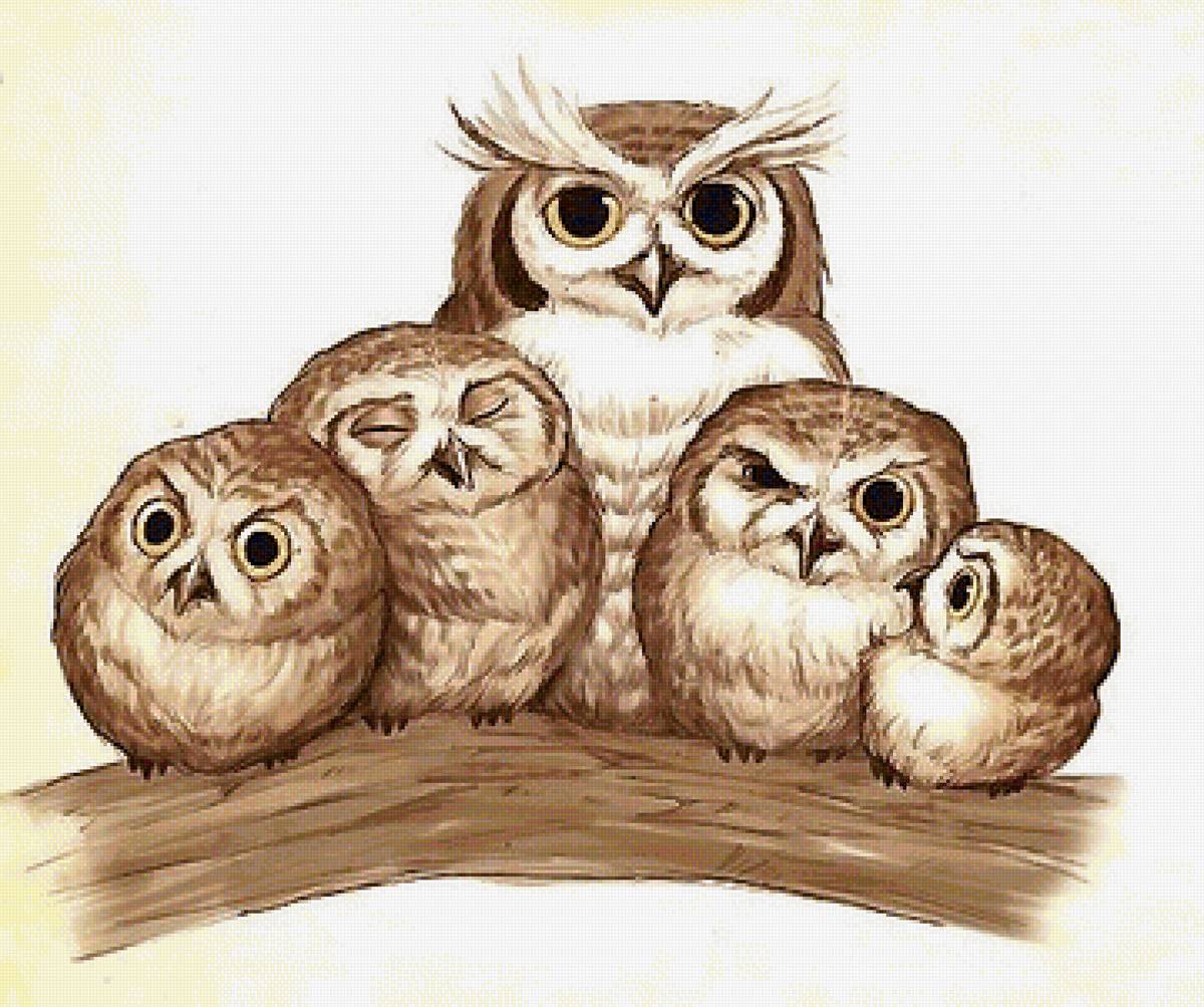 совы - предпросмотр