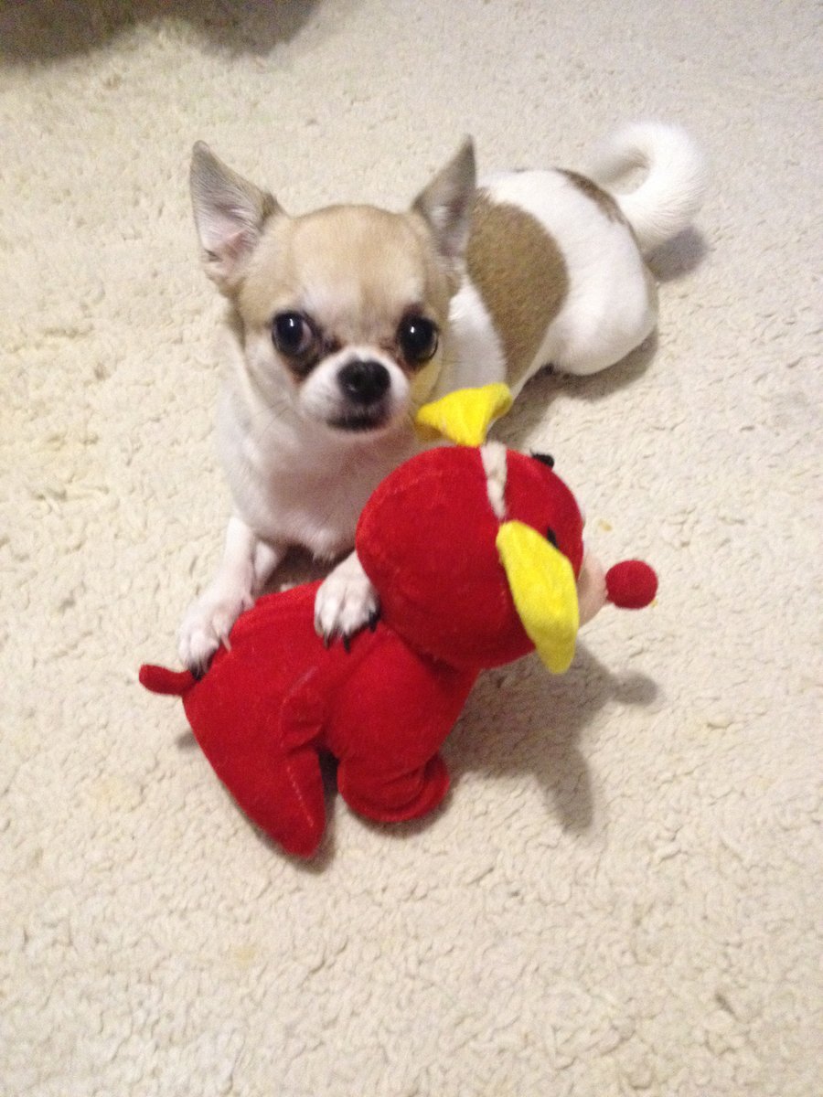 чихуашка - чихуахуа - оригинал