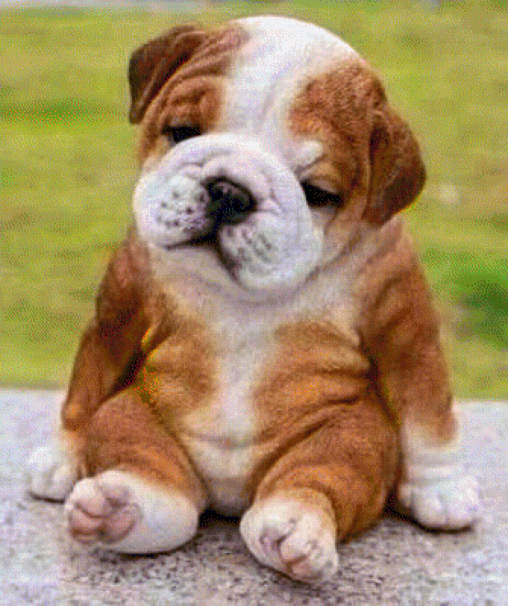 щенок - где хозяин, грусть, щенок - предпросмотр