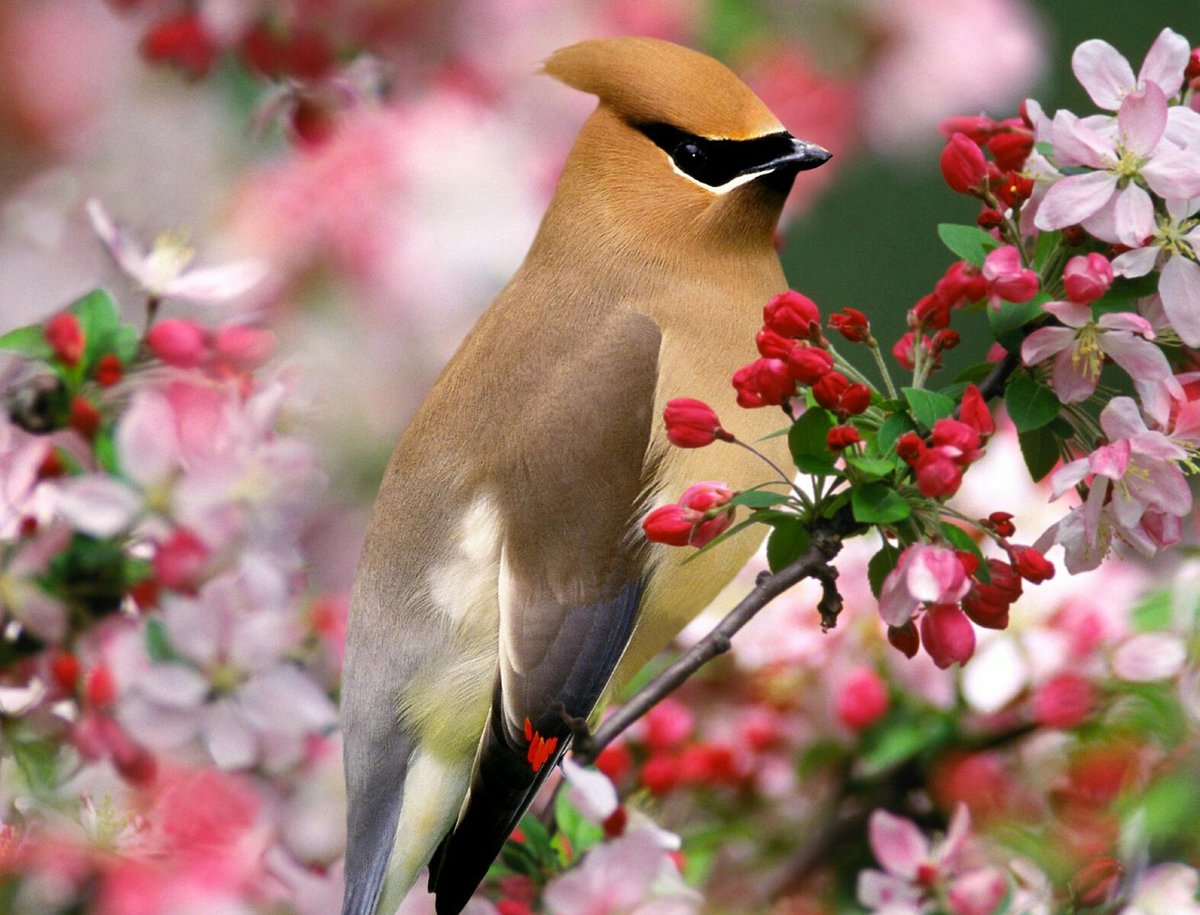 Птичка на ветке - цветение, птицы, цвет, птичка, весна, птица, ветка - оригинал