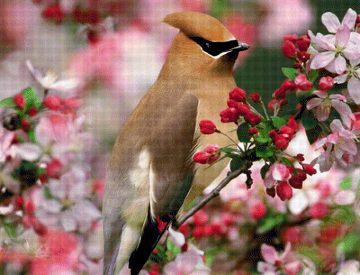 Птичка на ветке - цвет, ветка, цветение, птицы, весна, птица, птичка - предпросмотр