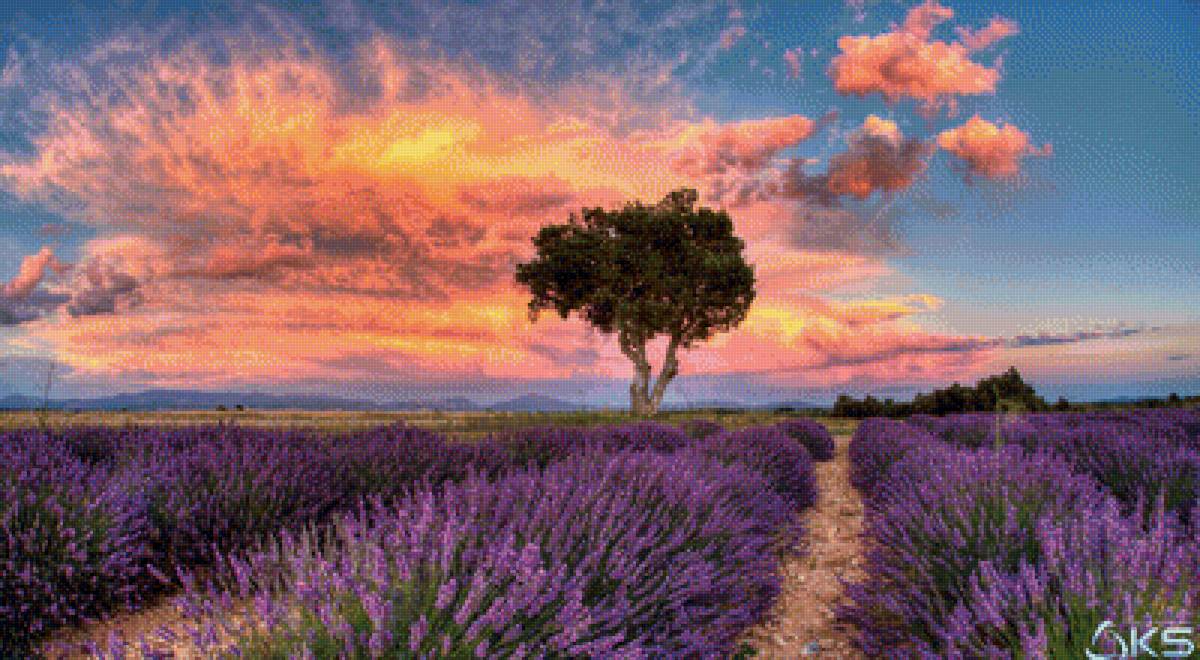 Цветение лаванды - небо, закат, поле, дерево, лаванда - предпросмотр
