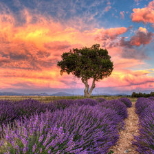 Схема вышивки «Цветение лаванды»