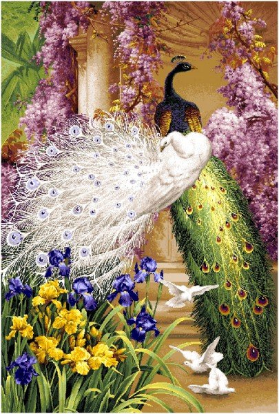 павлины и голуби - павлин - оригинал