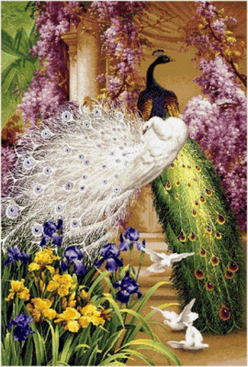 павлины и голуби - павлин - предпросмотр