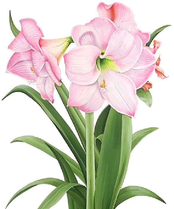 №1872505 - лилии - оригинал