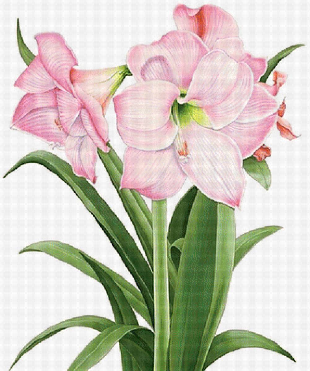 №1872505 - лилии - предпросмотр