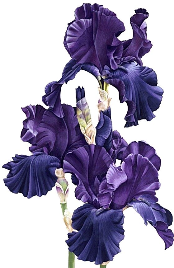 №1872506 - ирисы, букет - оригинал