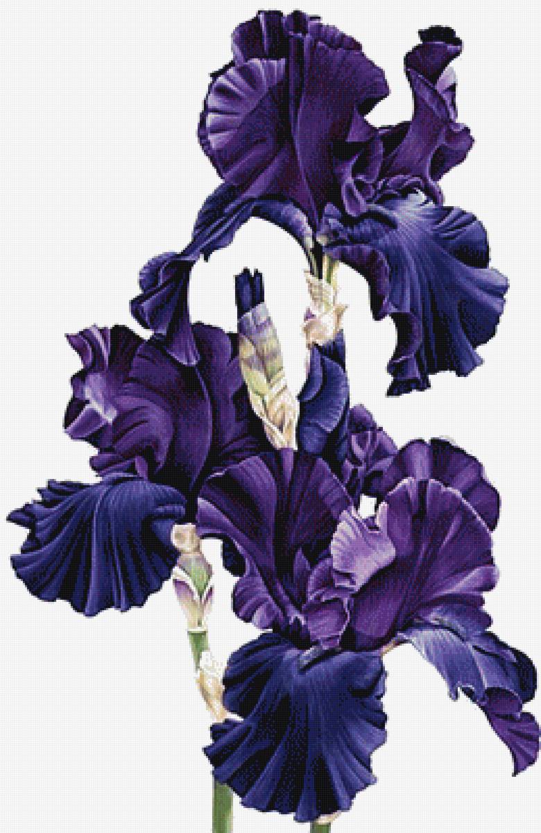 №1872506 - ирисы, букет - предпросмотр