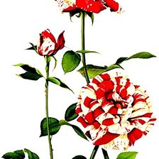 Схема вышивки «№1872507»