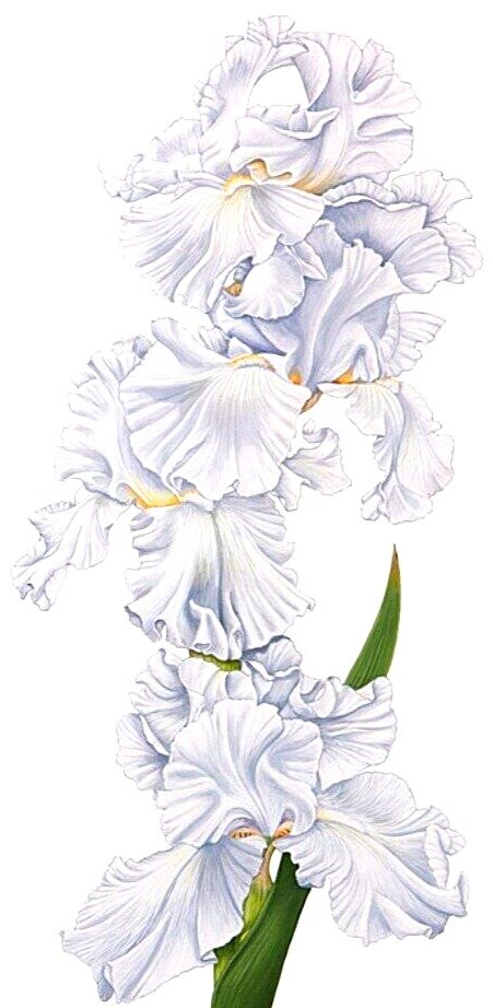 №1872525 - букет, ирисы - оригинал