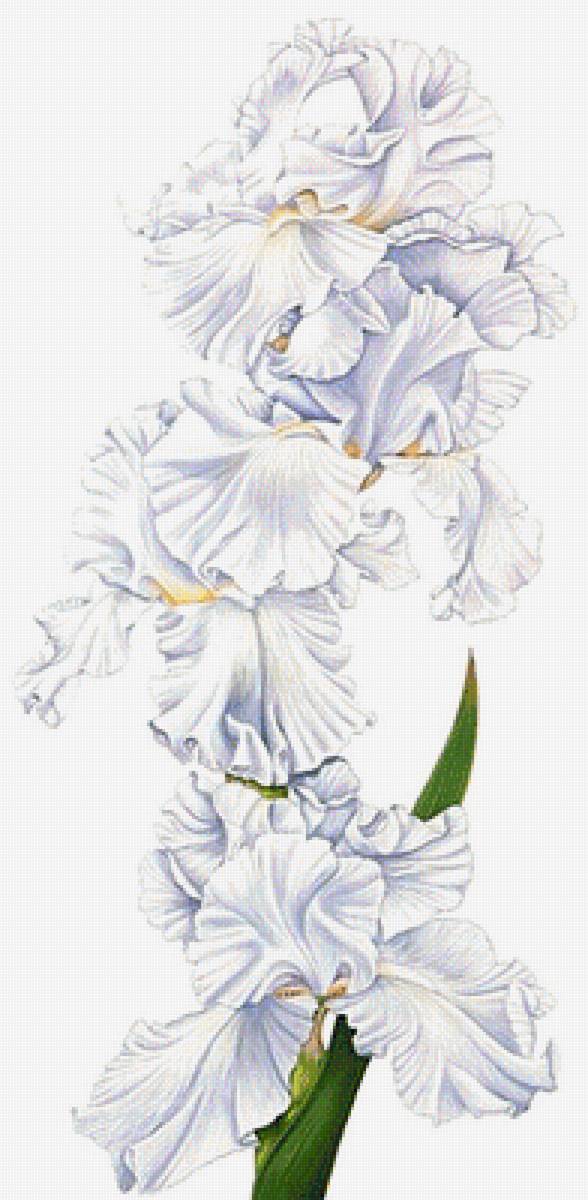 №1872525 - ирисы, букет - предпросмотр