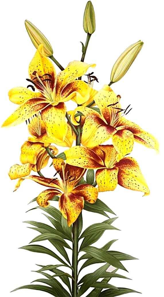 №1872531 - лилии - оригинал