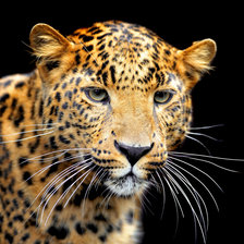 Схема вышивки «Леопард»