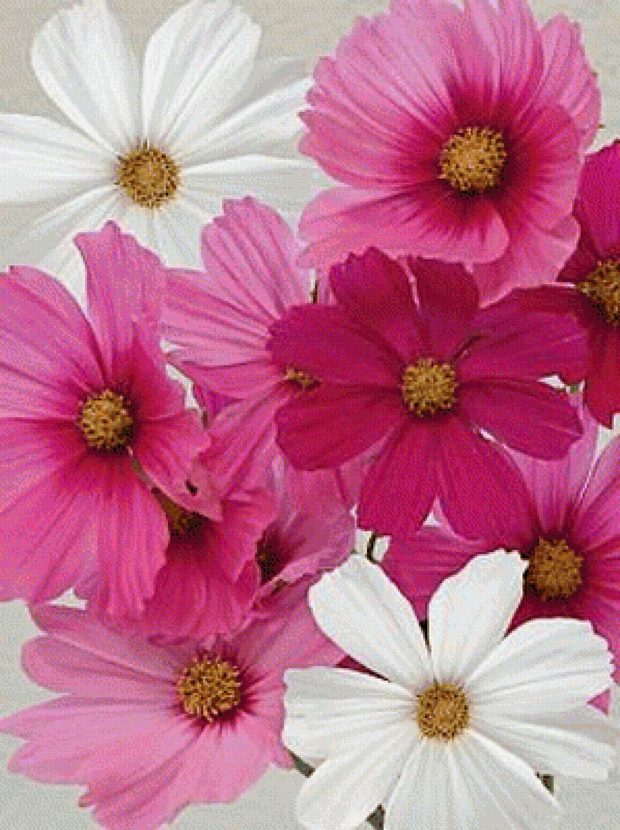 КОСМЕЯ - космея - предпросмотр