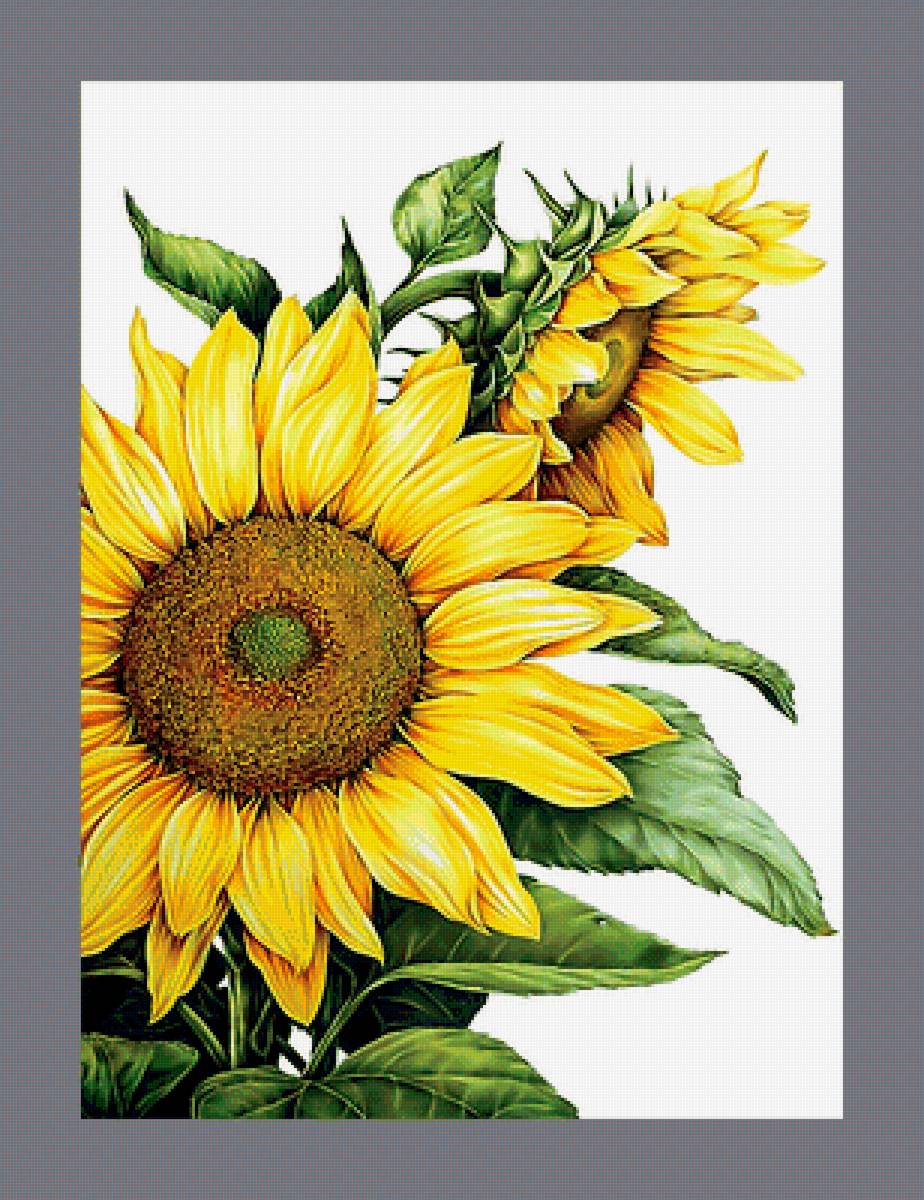 Серия "Подсолнухи" - цветы, подсолнухи, флора - предпросмотр