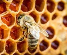 Схема вышивки «Пчела»